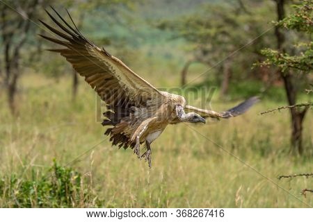 African White-backed Vulture Spreading Wings To Land