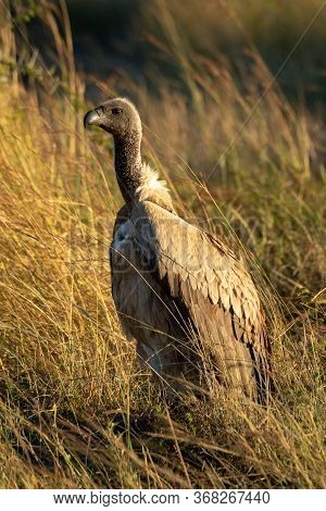African White-backed Vulture Stands In Dry Grass
