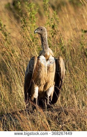African White-backed Vulture Stands In Tall Grass