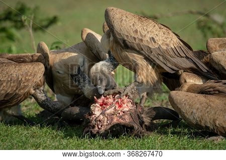 African White-backed Vultures Peck At Bloody Carcase