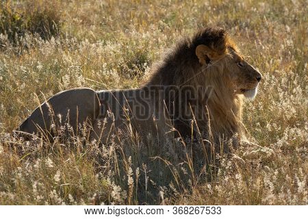 Backlit Male Lion Lying In Long Grass