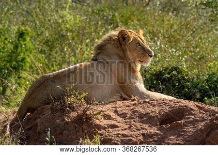 Backlit Male Lion Lying On Termite Mound