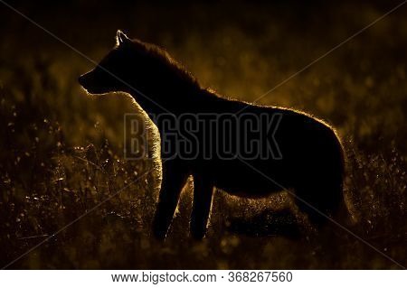 Backlit Spotted Hyena Stands In Tall Grass
