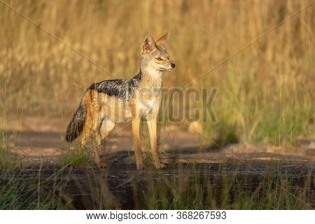 Black-backed Jackal Stands Facing Right In Sunshine