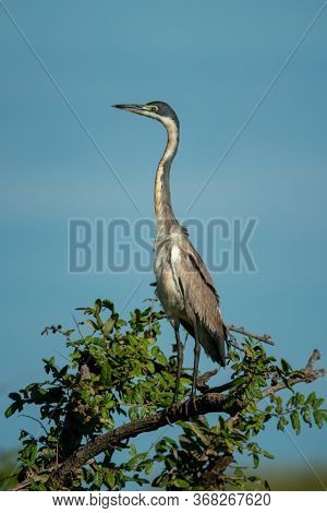 Black-headed Heron Perched In Bush Stretches Neck