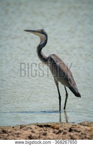 Black-headed Heron Stands In Shallows In Profile