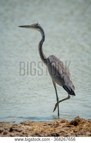 Black-headed Heron Stands In Shallows Lifting Foot