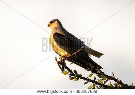 Black-shouldered Kite Perches In Profile On Branch