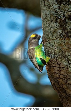 Brown Parrot Hangs On To Tree Trunk