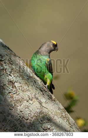 Brown Parrot On Diagonal Trunk Turning Head
