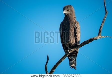 Brown Snake-eagle Looks Down From Twisted Branch