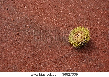 Seeigel