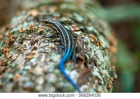 A Five-lined Sking Skitters On A Log At Yates Mill County Park In Raleigh, North Carolina.