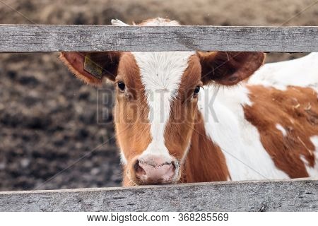 Young White And Red Calf On A Dairy Farm. Mammal Animal Pet In Agriculture. Young Bull In The Stall.