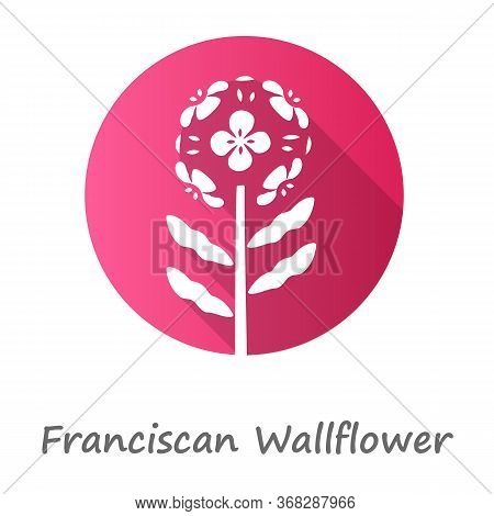 Franciscan Wallflower Pink Flat Design Long Shadow Glyph Icon. Garden Flowering Plant With Name. Ery