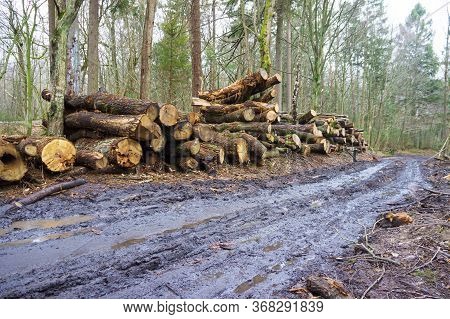 Felled Trees In A Stack, Logs From Felled Tree Trunks