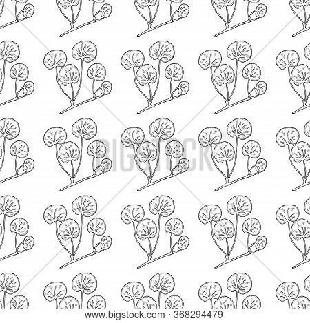 Gotu Kola Plant, Isolated On White Background. Centella Asiatica, Cosmetic And Medical Herb. Hand Dr