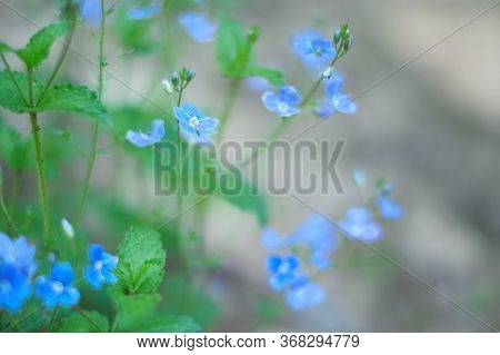 Tiny Blue Wildflowers Floral Bokeh. Soft, Low Shallow Focus. Veronica Persica - Birdeye Speedwell, C