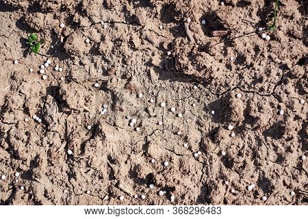 Artificial Nitrogen Fertilizer On Brown Soil. White Mineral Fertilizer Balls -  Urea (carbamide) Wit