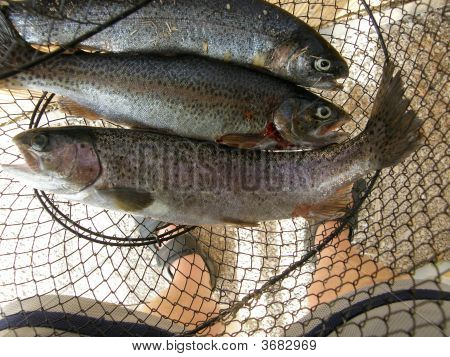 Fiskar i nätet