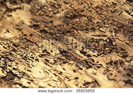 Bark Beetle Traces