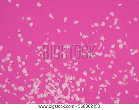 White Petals Of Spring Flowering On A Pink Background.
