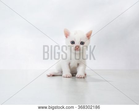 Kitten Sit On The Floor - Stock Photo