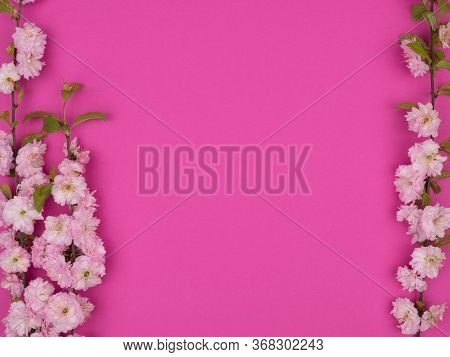 Frame Of Flowering Branches Of Almonds On A Pink Background.