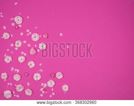 Almond Flowers Are Scattered On A Pink Background.