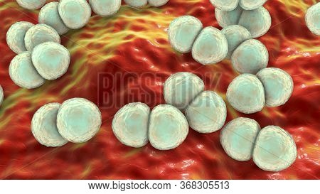 Bacteria Streptococcus Pneumoniae, 3d Illustration. Gram-positive Diplococci, The Causative Agent Of