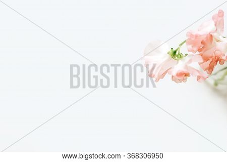 Nice And Tender Floral Greeting Card Design, Made Of Sweet Pea Flowers On White Background. Lardge S