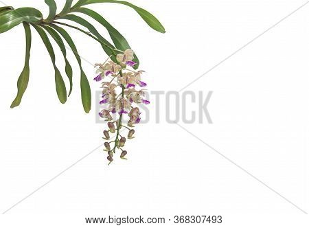 Beautiful White And Purple Orchids With Long Green Leaves, Orchids Aerides Falcatum In Thailand. And