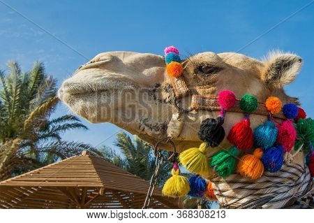 A Close Up Shot Of A Beautifully Decorated Camel In Red, Green, Orange,  Yellow, And Blue On A Beach