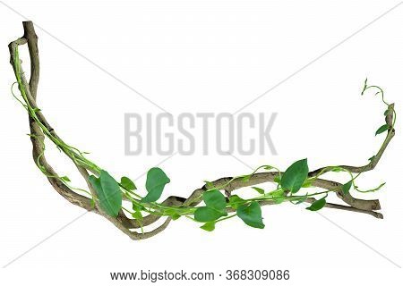 Circular Vine At The Roots Of Tropical Trees. Isolated On White Background With Clipping Path Includ
