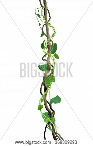 Circular Vine At The Roots Of Tropical Trees. Isolated On White Background With Clipping Path Includ