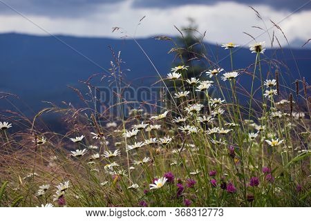 Daisies On A Field