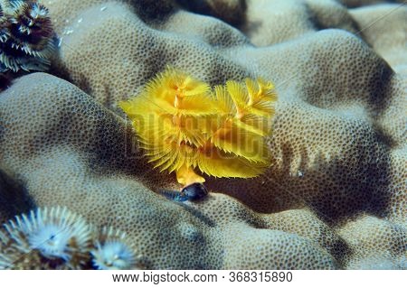 A Sea Worm (spirobranchus Giganteus) Is Like An Underwater Flower When It Spreads Its Tentacles
