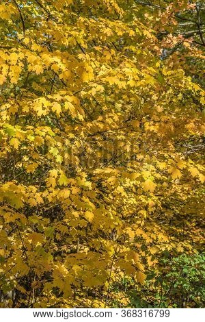 Pake In Fall Time Near Toronto, Canada