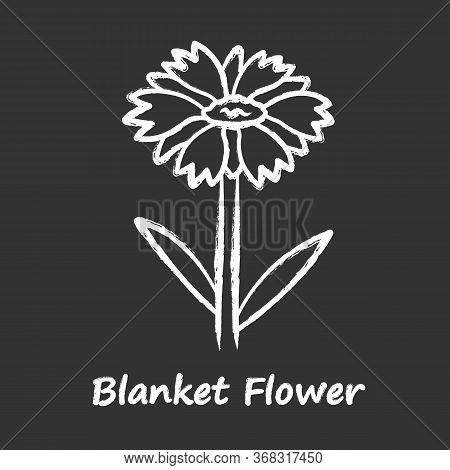 Blanket Flower Chalk Icon. Gaillardia Aristata Garden Plant With Name Inscription. Arizona Apricot I