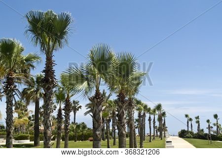 Seafront Promenade With Palm Trees On Green Lown In Front Of The Blue Sky
