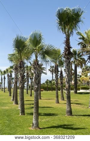 Palm Trees Growing On Green Lown In Front Of The Blue Sky In Sunlight