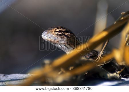 The Oriental Garden Lizard, Eastern Garden Lizard, Bloodsucker Or Changeable Lizard Is An Agamid Liz