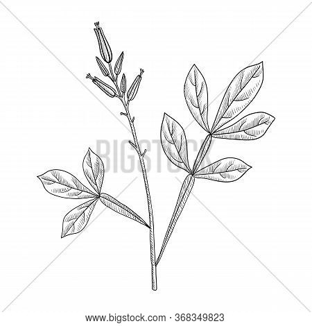 Vector Drawing Amargo, Bitter-wood, Quassia Amara, Hand Drawn Illustration Of Medicinal Plant