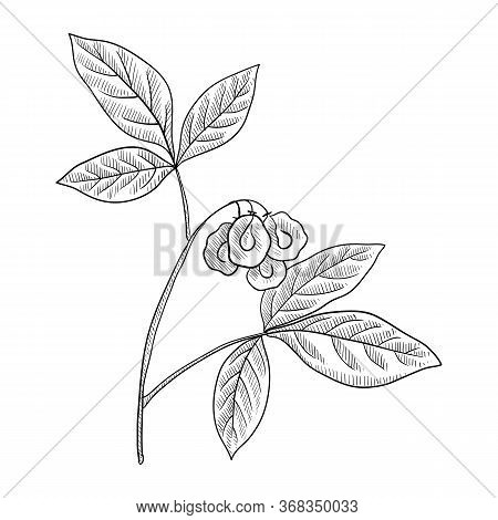Vector Drawing Wafer Ash, Ptelea Trifoliata , Hand Drawn Illustration Of Medicinal Plant