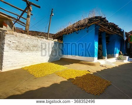 Indian Rular Tribe Village And Mahua Flower In Their Courtyard.the Mahua Flower Is Edible And Is A F