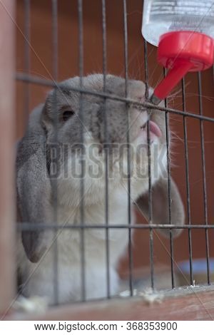 A Pet Dwarf Lop Ear Rabbit Licks At The Drinks Bottle Whilst Sitting In His Hutch