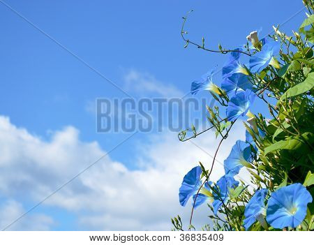 Blå Ipomoea