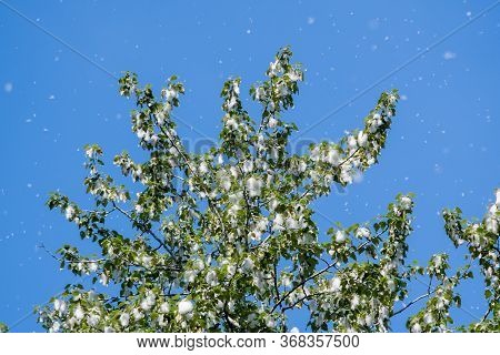 Cottonwood Tree Having  Masses Of Seeds With A Cottony Covering.   Vancouver Bc Canada