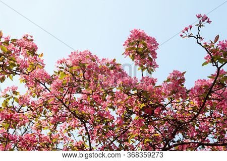 Pink Spring Blossom. Blooming Branches In The Garden.