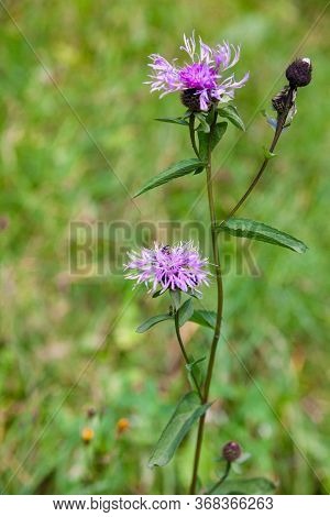 Knapweed (cornflower) Flowers (centaurea Jacea) In The Summer Field. Close-up.